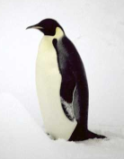 Penguin, from http://www.adelie.pwp.blueyonder.co.uk